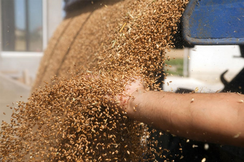 Аграриям КБР выделят более 179 миллионов на производство зерновых 